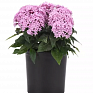 Пентас ланцетовидный (Pentas lanceolata)