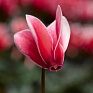 Цикламен персидский (Cyclamen persicum)