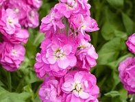 Левкой седой (Opera)