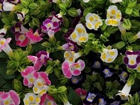 Торения Фурнье (Kauai) Торения Фурнье (Kauai)