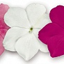 Бальзамин Уоллера (Impatiens walleriana) Бальзамин Уоллера (Impatiens walleriana)
