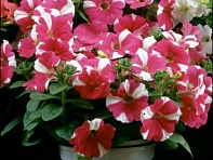 Петуния мелкоцветковая (Bella F1)