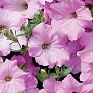 Петуния ампельная гибридная (Petunia x hybrida)