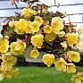 Бегония клубневая махровая ампельная (Begonia tuberhybrida) Бегония клубневая махровая ампельная (Begonia tuberhybrida)