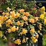 Бегония клубневая махровая ампельная (Begonia tuberhybrida) Бегония клубневая махровая ампельная (Begonia tuberhybrida)