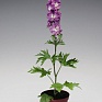 Дельфиниум высокий (Delphinium elatum)