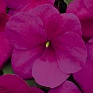 Бальзамин Уоллера (Impatiens walleriana) Бальзамин Уоллера (Impatiens walleriana)