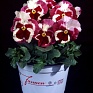 Виола Виттрока (Viola wittrockiana)