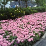 Пентас ланцетовидный (Pentas lanceolata)