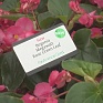 Бегония гибридная (зеленая листва) (Begonia hybrida) Бегония гибридная (зеленая листва) (Begonia hybrida)