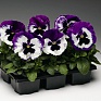 Виола Виттрока (Viola wittrockiana) Виола Виттрока (Viola wittrockiana)