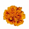 Бархатцы отклоненные (Tagetes patula) Бархатцы отклоненные (Tagetes patula)