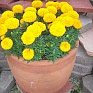 Бархатцы прямостоячие (Tagetes erecta)