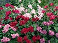 Пентас ланцетовидный (Kaleidoscope F1) Пентас ланцетовидный (Kaleidoscope F1)