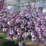Петуния ампельная гибридная (Petunia х hybrida)