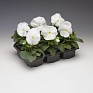 Виола Виттрока (Viola wittrockiana) Виола Виттрока (Viola wittrockiana)