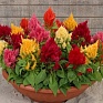 Целозия метельчатая (Celosia plumosa) Целозия метельчатая (Celosia plumosa)