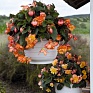 Бегония клубневая махровая ампельная (Begonia tuberhybrida) Бегония клубневая махровая ампельная (Begonia tuberhybrida)