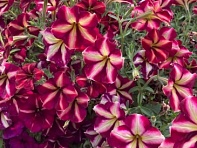 Петуния ампельная гибридная (Romantica F1)