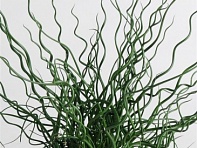 Ситник развесистый (Twister) Ситник развесистый (Twister)