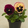 Виола Виттрока (Viola wittrockiana) Виола Виттрока (Viola wittrockiana)