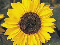 Подсолнечник летний (Sonja)