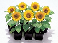 Подсолнечник летний (Big Smile)