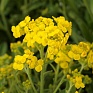 Алиссум скальный (Alyssum (aurinia) saxatile)