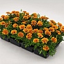 Бархатцы отклоненные (Tagetes patula) Бархатцы отклоненные (Tagetes patula)