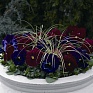 Виола Виттрока (Viola wittrockiana) Виола Виттрока (Viola wittrockiana)