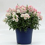 Львиный зев (Антирринум) махровый (Antirrhinum majus)