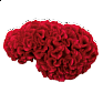 Целозия гребенчатая (Celosia cristata)