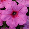 Петуния ампельная гибридная (Petunia х hybrida)