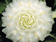 Гомфрена шаровидная (Buddy)