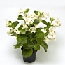Бегония гибридная (зеленая листва) (Begonia hybrida)
