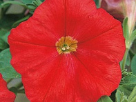 Петуния ампельная гибридная (Trilogy F1)