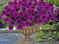 Петуния ампельная гибридная (Trilogy F1)