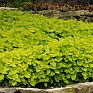 Колеус гибридный (Coleus х hybrida) Колеус гибридный (Coleus х hybrida)