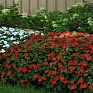 Бальзамин Уоллера (Impatiens walleriana)