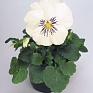 Виола виттрока (Viola wittrockiana)