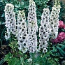 Дельфиниум высокий (Delphinium elatum)