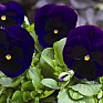 Виола Виттрока (Viola wittrockiana) Виола Виттрока (Viola wittrockiana)