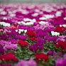 Цикламен персидский (Cyclamen persicum)