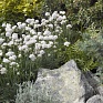 Армерия морская (Armeria maritima)