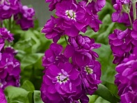 Левкой седой (Opera)