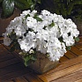 Бальзамин Уоллера (Impatiens walleriana)