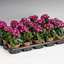 Гвоздика турецкая (Dianthus barbatus)