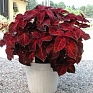 Колеус гибридный (Coleus х hybrida) Колеус гибридный (Coleus х hybrida)