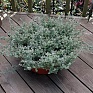 Бессмертник мелколистный (Helichrysum microphyllum) Бессмертник мелколистный (Helichrysum microphyllum)