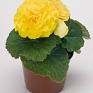 Бегония клубневая махровая (Begonia tuberhybrida)